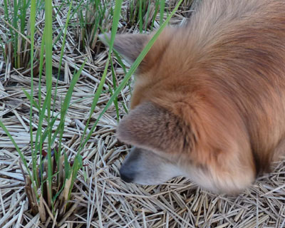 �U���K�j�Ɏ���ꂽ