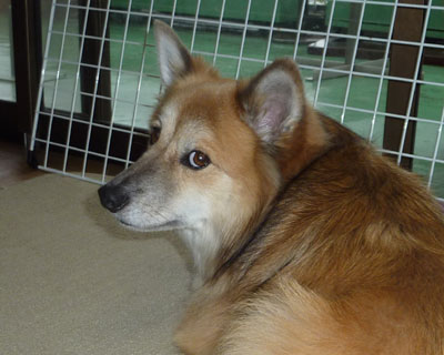 �H�͉J������