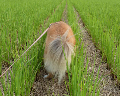 �t���ς�H�ׂ�ƃQ����