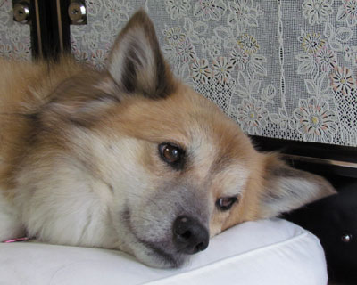 ���ƃV�u�������H