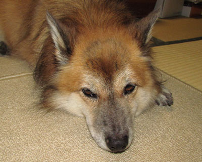 �U���ɏo���Ƃ���y���~��