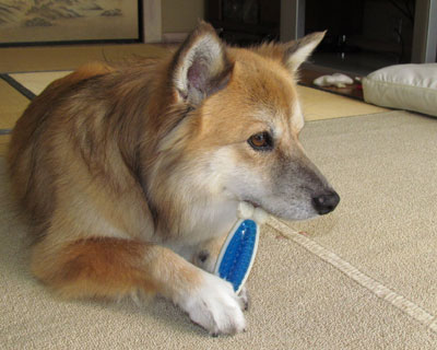 �V���[�v�ŋ�