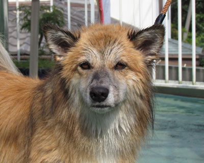 �������ł����Ղ���ꂽ