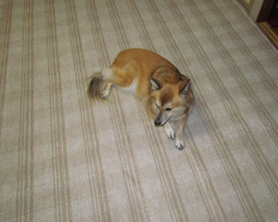 ���������Ȃ�