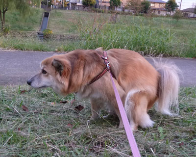 �����肠�Ƃ̈�d��