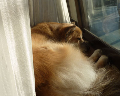 �P�P���̂ЂȂ��ڂ���