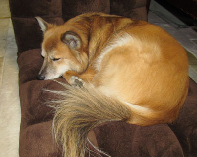 ���̍��֎q�͋C�ɓ�����