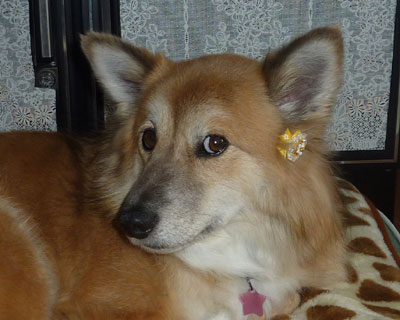 ���̉����Ɨ����ɂ���