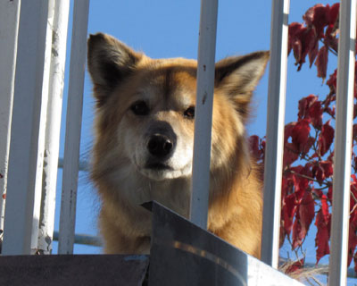 �u���Ă��ڂ�