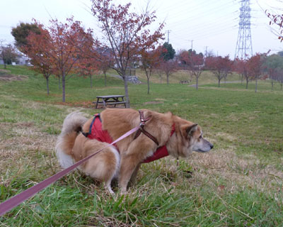 �g�t�Ǝ��Q