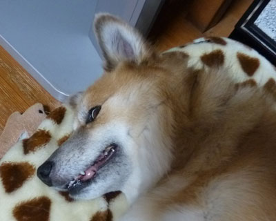 ���ʂ̊�̂���