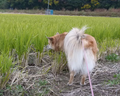 ��͏I������͂��ł́H