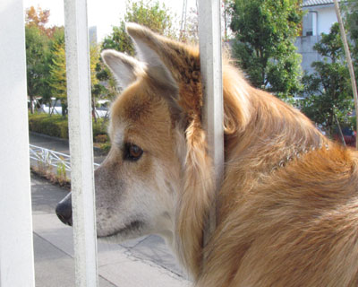 �������Ƀl�R��