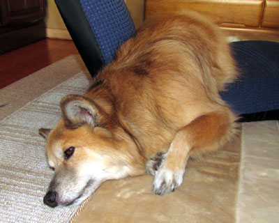 ���藎����