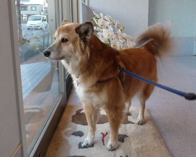 �P�c�Ƃ����ۂ��y���񂾂�