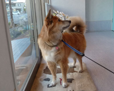 �Ă΂��O�ɋA�肽��