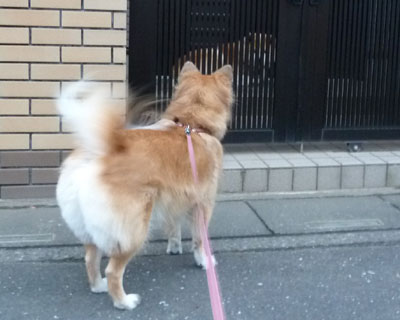 �H�c����ɂ����A�͌������Ȃ�