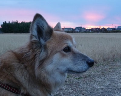 �����̗[��