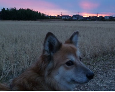 ���N����󂪃s���N�Ȃ́H