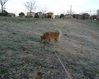 �j�I�C�������肾��