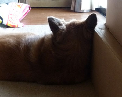 ���������̂��������Č����́H