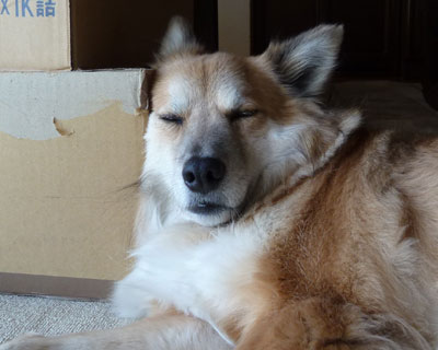 �Q�Ȃ����ɂ����񂾂�