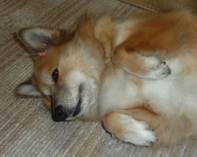 ���{���̍����������c��