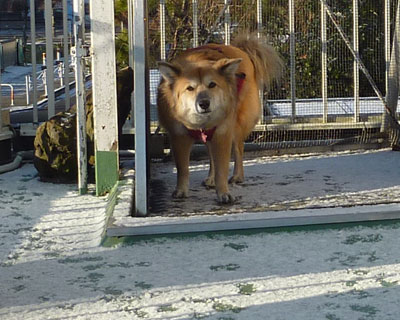 �����s���Ȃ��ƐႪ�n�����