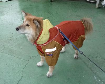 �J�b�p�̉񐔂��������������