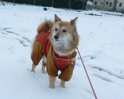 ����Ɛς�������