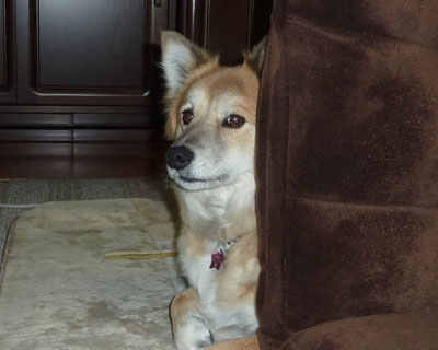 ���֎q�̌����D��