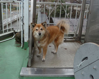 �U���s���Ă�