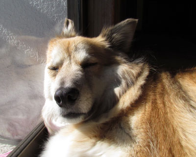 ���X�Ȃ̂ɂ������񂭂���