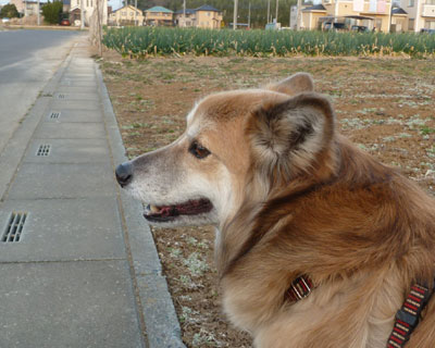 �l�M�͐H�ׂ��Ⴂ���Ȃ��񂾂�