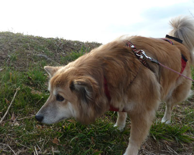 ���̂��ق�