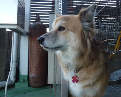 ���q�D���ς������