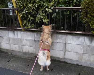 �̂����͓���