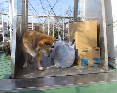 �k�ЃS�~�Ƃ�������ɉ^�΂��