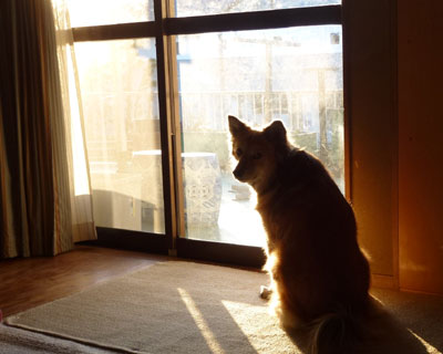 �Ƃ肠�����o���Ă��炦�Ȃ�����