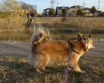 �g�C�����Ƃ̃J���J��