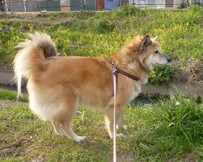 ���N�̍؂̉Ԃ͂���ڂ�