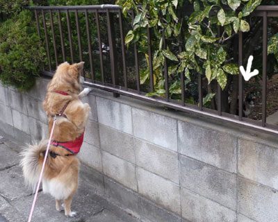 �~�P����񂪂����C������