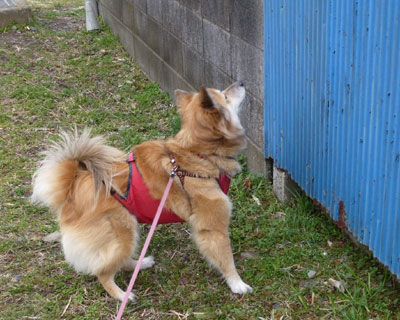 �������������ɂ��邩��