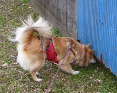 �����̂����Ă݂�