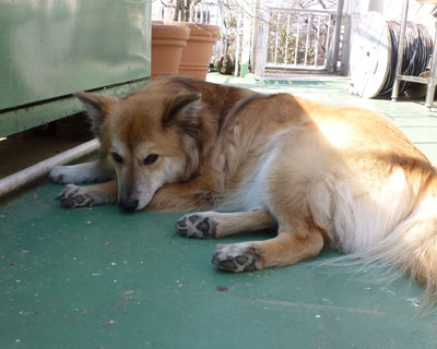 ���悢����A�ŐQ��G�߂���