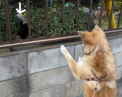 ���˂������̓~�P�����̎q������