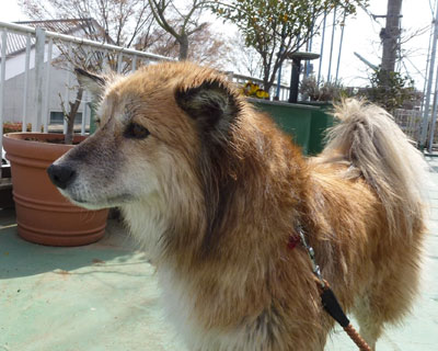 ���̂������ꂽ