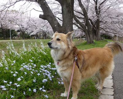 �n�i�j�����ĐH�ׂ���́H