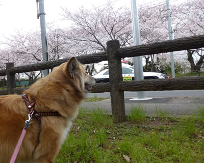 �����炭�Ƃ��܂�肳����Z������