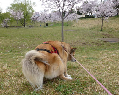 �V���r�̍��͍Ō�ɍ炭